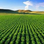 Đất nông nghiệp lên đất trồng cây lâu năm được không?