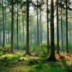 Đất rừng phòng hộ có được phép chuyển nhượng không?